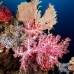 coral_soft_ni_v_0705_png1621.jpg